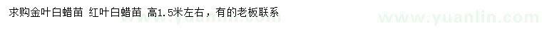 求购高1.5米左右金叶白蜡苗、红叶白蜡苗