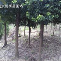 13公分15公分香樟樹價格