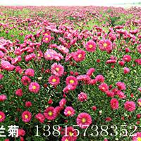 2015大量供应地被植物-荷兰菊低价出售荷兰菊 地被草花 量