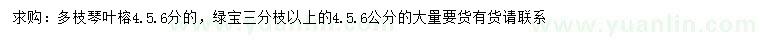 求购4、5、6分多枝琴叶榕、绿宝