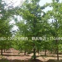 大量供应银杏实生苗、嫁接苗1-100公分*量大/价低/货好