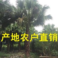 千亩蒲葵 高杆蒲葵1m-10m农户基地直销，蒲葵规格*