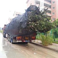 香樟、福建山樱花、桃花、垂叶榕