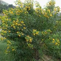 湖南地区供应各种规格黄花槐
