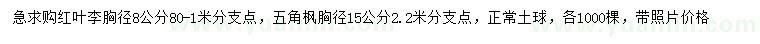 求购胸径8公分红叶李、15公分五角枫