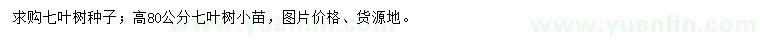 求购七叶树种子、高80公分七叶树小苗