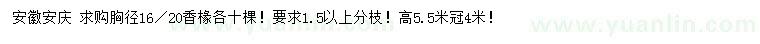 求购胸径16、20公分香椽