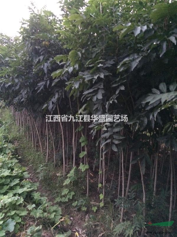 优质无患子供应，造林首选无患子，江西无患子基地