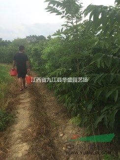 优质无患子供应，造林首选无患子，江西无患子基地