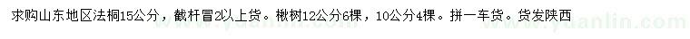 求购15公分法桐、10、12公分楸树