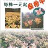 江西赣州供应10至20公分五色彩叶桂