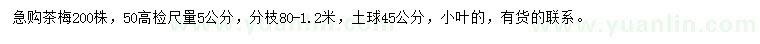 求购高50公分量5公分茶梅