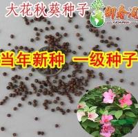 批发观花种子大花秋葵种子美芙蓉草芙蓉种子当年新采种子绿化种子*新价格/批发观花种子大花秋葵种子美芙蓉草芙蓉种子当年新采种子绿化种子报价