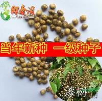 批发优质林木种子 漆树种子 落叶乔木 籽可榨油 量大优惠致富树种报价/江苏批发优质林木种子 漆树种子 落叶乔木 籽可榨油 量大优惠致富树种报价