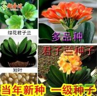 江苏新种 君子兰种子 花种子 兰花种子 花脸 圆头 雀兰绿植盆栽种子介绍