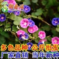 江苏*爬藤混色大牵牛种子 多色喇叭花种子 攀缘大牵牛花种子100粒