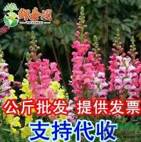 江苏*花卉种子 金鱼草种子 阳台花种 盆栽 花草种子 公园花种100粒介绍