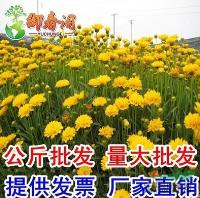 *宿根大花金鸡菊种子庭院 园艺景观花海 包发芽率批发180元1斤行情报价\*宿根大花金鸡菊种子庭院 园艺景观花海 包发芽率批发180元1斤图片展示