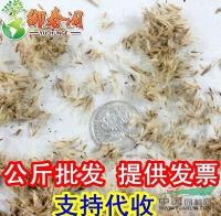 *细叶芒草种子 野芒草种子京芒草 园林观赏通途 秆纤维用广泛图片\*细叶芒草种子 野芒草种子京芒草 园林观赏通途 秆纤维用广泛报价