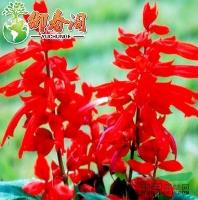 *一串红 矮串串红 高串串红花卉种子阳台盆栽花期长特漂亮80粒图片\*一串红 矮串串红 高串串红花卉种子阳台盆栽花期长特漂亮80粒报价