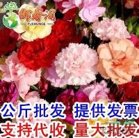 江苏康乃馨种子花卉香草种子阳台盆栽绿植四季可播种*100粒