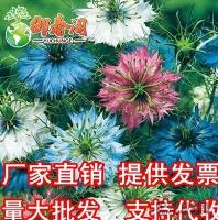 批发公园 庭院种花种 黑种草种子混色 波斯宝石种子花卉种子供应/批发公园 庭院种花种 黑种草种子混色 波斯宝石种子花卉种子图片