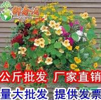 吊兰植物种子 垂吊旱金莲种子 24品种 盆栽旱荷花 金莲花种子20粒报价/江苏吊兰植物种子 垂吊旱金莲种子 24品种 盆栽旱荷花 金莲花种子20粒报价