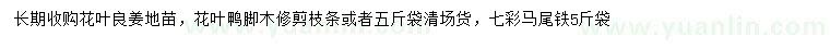 求购花叶良姜地苗、花叶鸭脚木枝条、七彩马尾铁