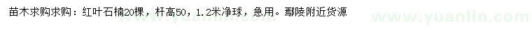 求购杆高50公分红叶石楠