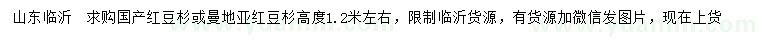 求购高1.2米左右国产红豆杉、曼地亚红豆杉