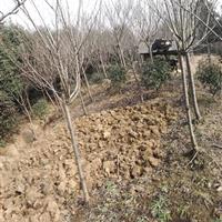 批发樱花，日本樱花，樱花树，樱花基地，樱花苗