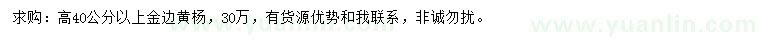 求购高40公分以上金边黄杨