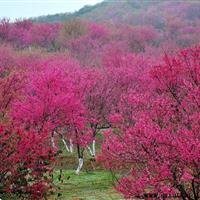 福建山樱花种子价格