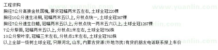 求购金枝国槐、速生法桐、速生白蜡等