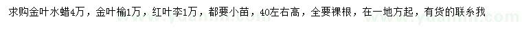 求购金叶水蜡、金叶榆、红叶李