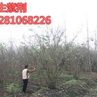 四川丛生紫荆  精品丛生紫荆基地