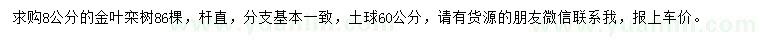 求购8公分金叶栾树