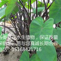 【*物流配送】【低价供应】紫芋 可发工地，可食用药用