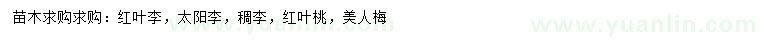 求购红叶李、太阳李、稠李等