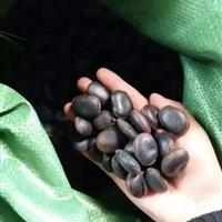 常绿油麻藤种张家界地区今日油麻藤种子价格