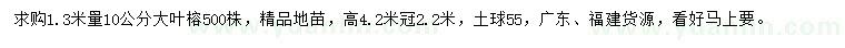 求购1.3米量10公分大叶榕