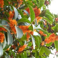 八月丹桂-桂花4大虫害防治技术 采购桂花小苗 桂花苗种植 