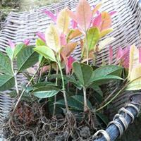 珍珠五彩桂-桂花4大虫害防治技术 桂花新品种 采购桂花苗 