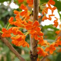  速生红丹桂-桂花4大虫害防治技术 桂花小苗图片 供应桂花