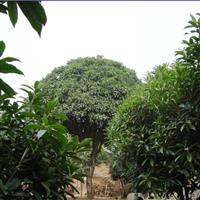 金满堂桂-桂花4大虫害防治技术 桂花小苗价格 采购桂花苗 