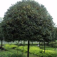 金球桂-桂花4大虫害防治技术 采购江西桂花 桂花图片 桂花苗