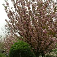 基地苗圃供应樱花日本樱花晚樱