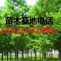 江苏红叶李小苗价格_江苏红叶李小苗价格供应_江苏红叶李小苗价