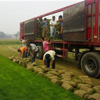 高羊茅草坪密度高、草坪返青快、耐践踏