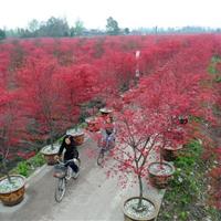 真实红枫价格报价咨询，南京雪松基地价格详情